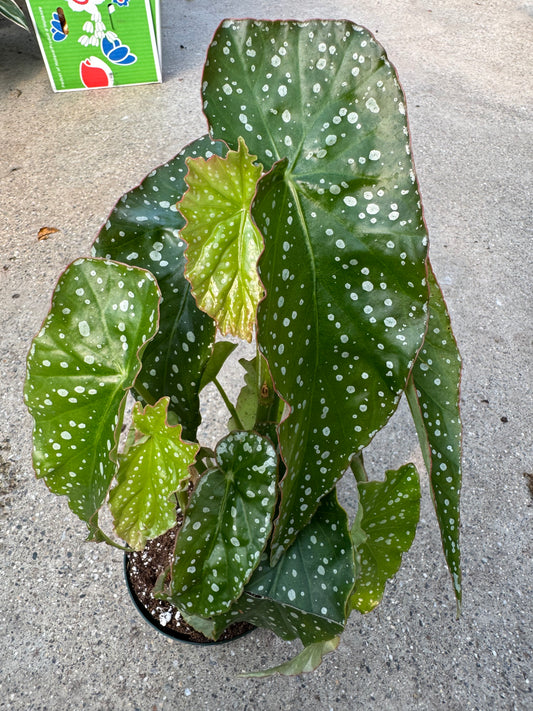 Is a photo of a tall plant with long pointed flat top green leaves speckled with silver spots and a reddish outline 