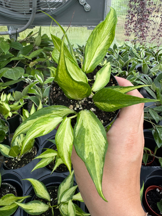 Is a photo of a small potted plant with pointed oval leaves with creamy green central variegation and green margins a hand is visible holding the pot over a background of various leaves 