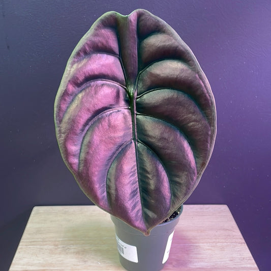 Alocasia cuprea