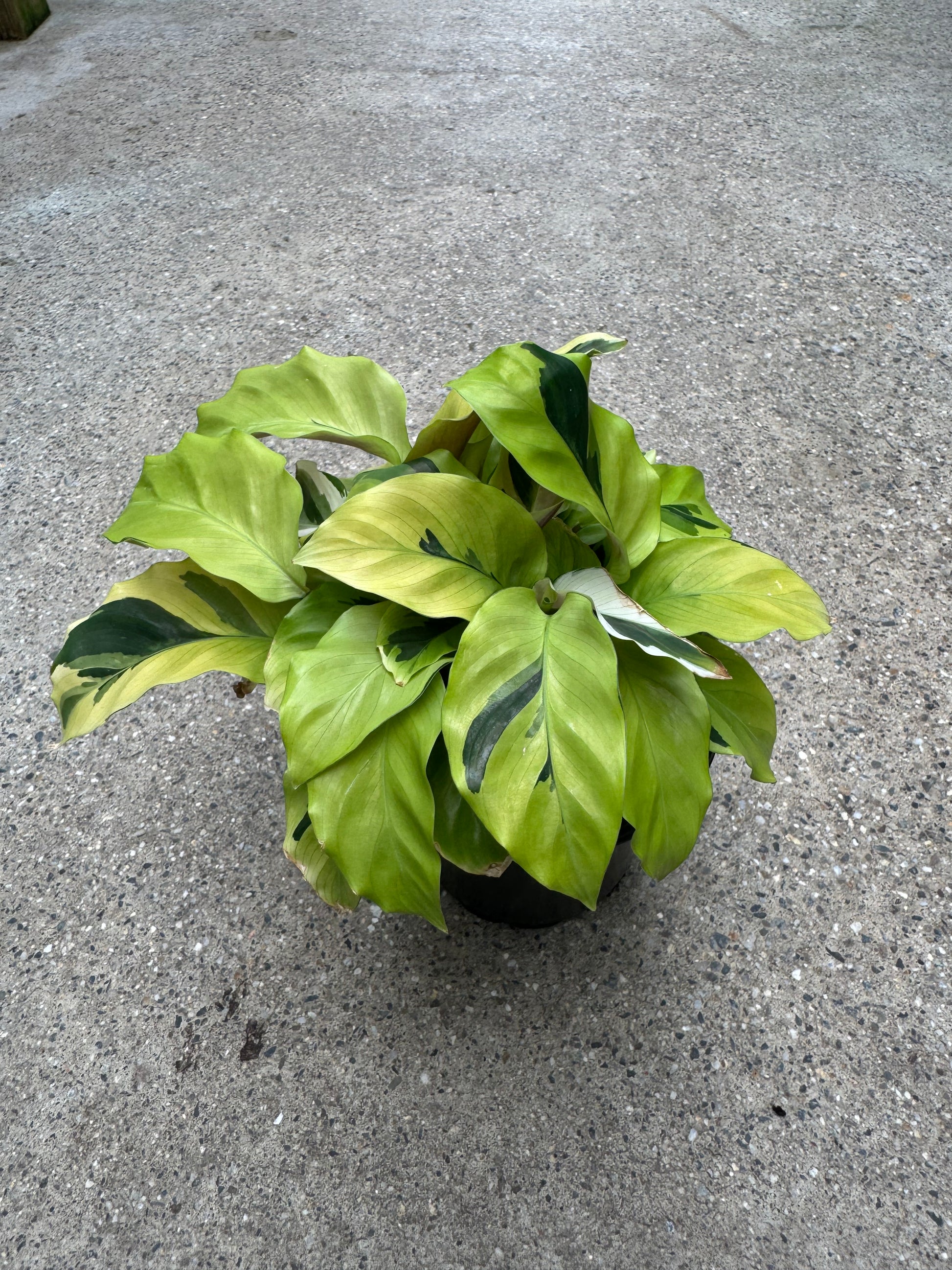 Is a photo of a small potted plant with many yellow variegated green elongated leaves in a black nursery pot on a polished concrete floor.