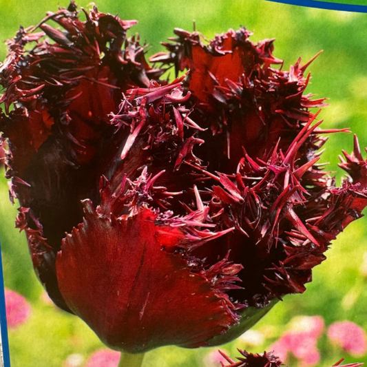 Is a photo of a dark maroon almost black tulip with many spikey fringed petals 