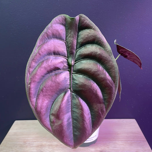 Alocasia cuprea