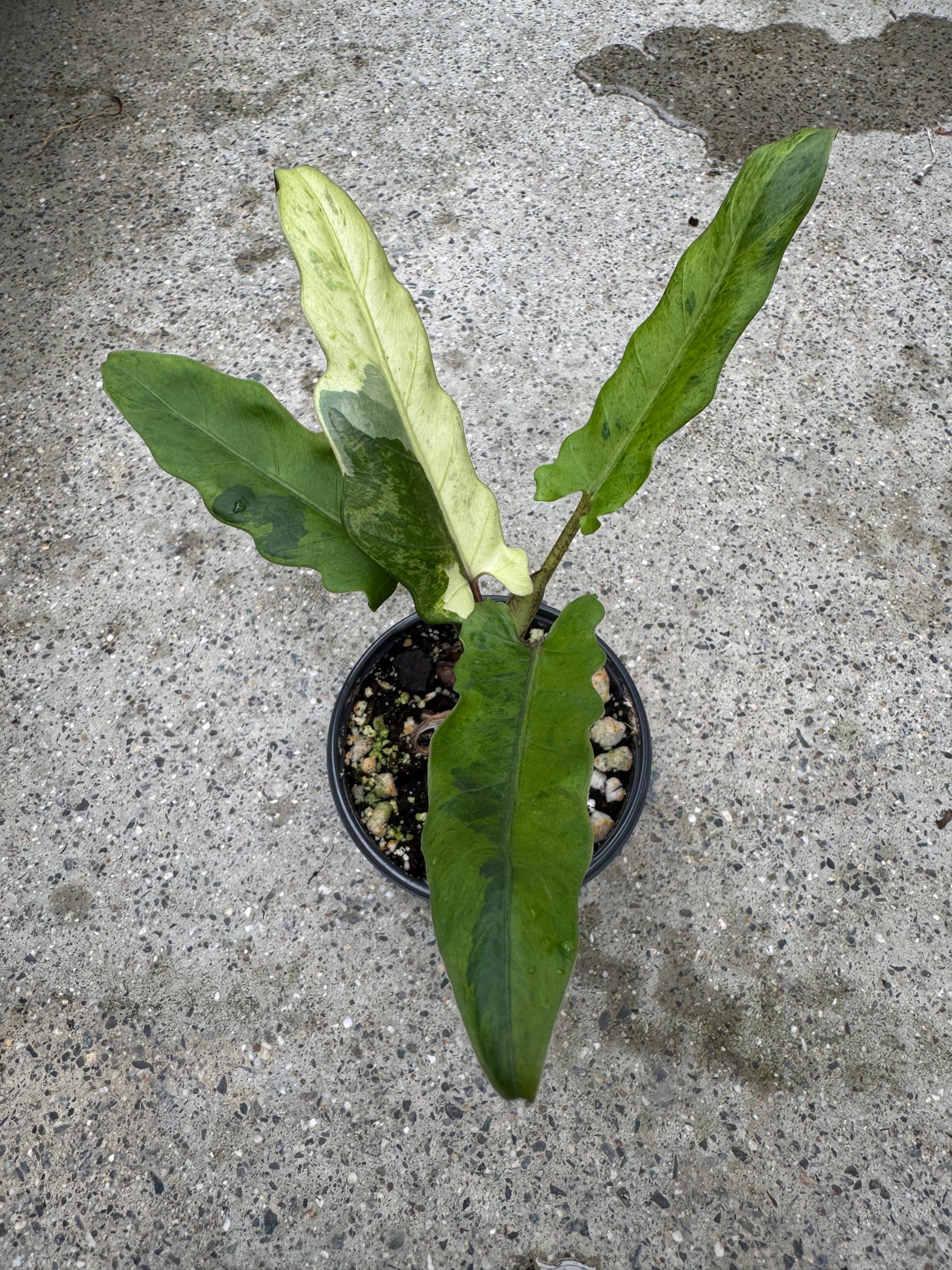 Is a photo of a small potted plant with 4 green minty or cream elongated leaves with scalloped edges in a black nursery pot on a wet polished concrete floor.