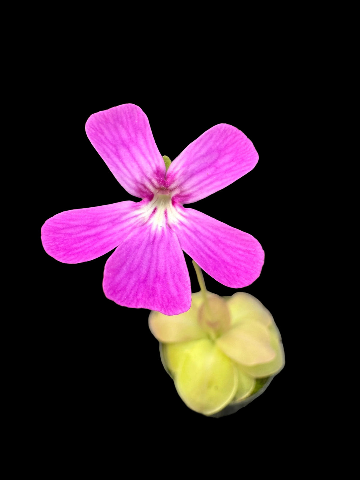 Bright magenta butterwort flower with five broad petals darker pink veins and a white and yellow center blooming above pale yellow green foliage