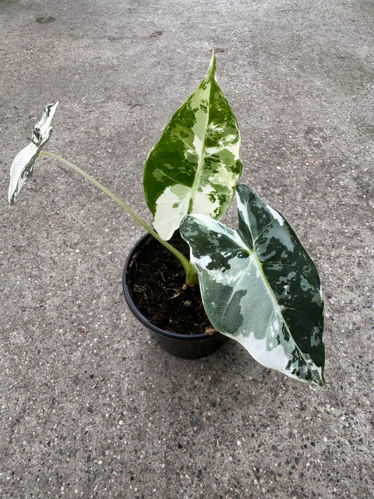 Is a photo of a small potted plant with 3 heart shaped white variegated green leaves in a black nursery pot on a polished concrete floor.
