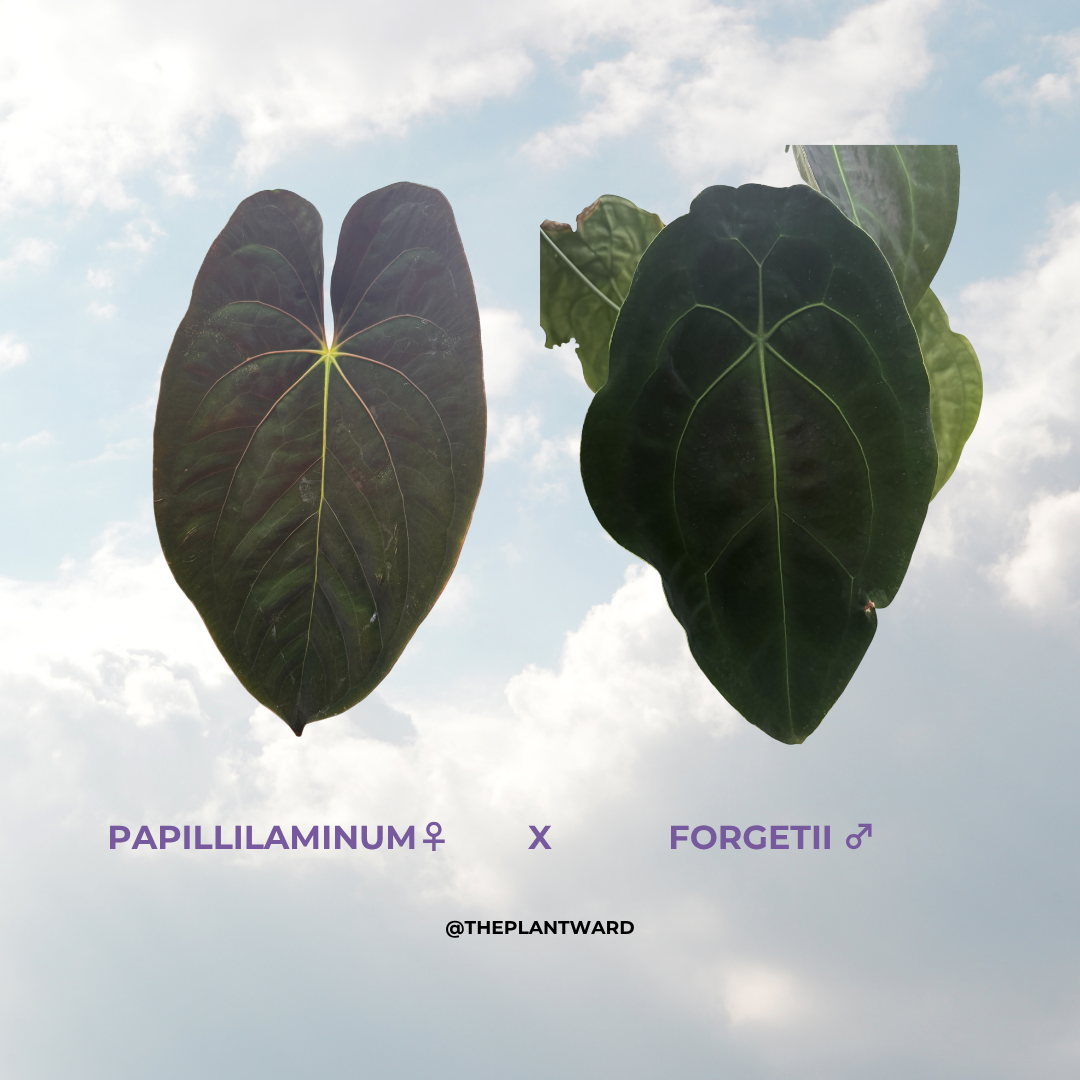 Is a photo of 2 leaves against a blue sky with clouds background with the writing Papillilaminum ♀ x forgetii ♂ in purple and @ theplantward in black below the image