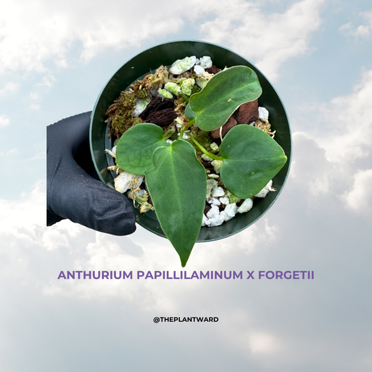 Is a photo of a small plant with 4 green narrow leaves in a green nursery pot potted in with large perlite, moss and bark being held by a hand in a black glove against a blue sky with clouds background with the writing anthurium Papillilaminum x forgetii in purple and @ theplantward in black below the image