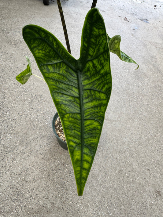Is a photo of a long heart shaped leaf with dark green and light green reticulated pattern against a polished concrete floor 