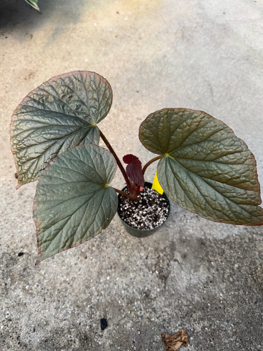 Is a photo of a small plant with 4 shiny pointed oval grey green leaves with purple/red showing through 