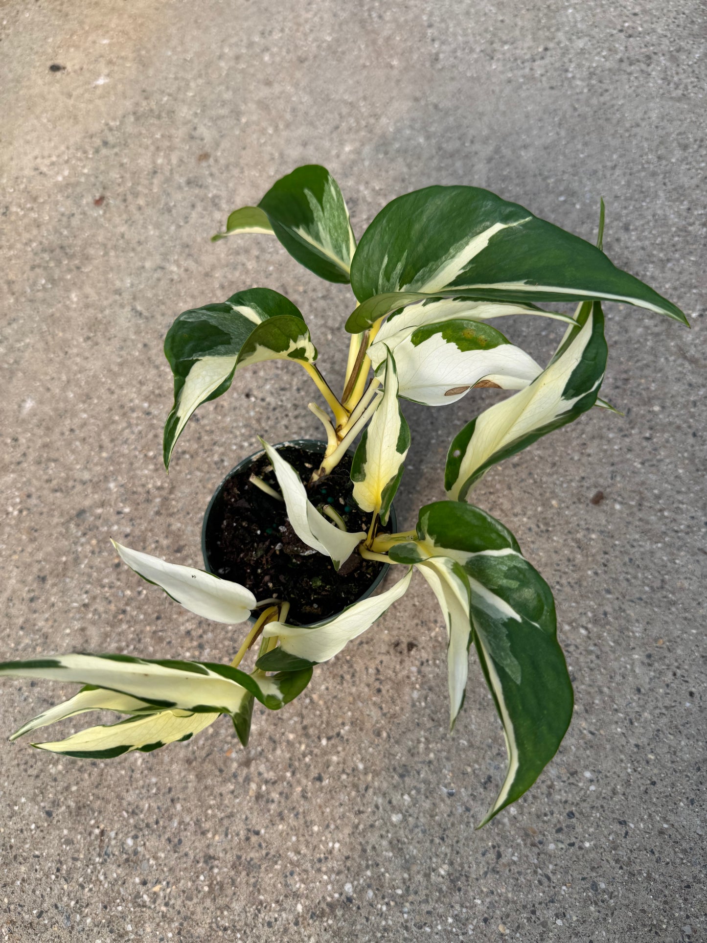Is a photo of a small plant with many dagger shaped green leaves with white centers