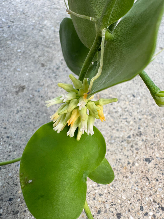 Is a photo of flowers of this plant features many small greenish white to yellow flowers with circular thick green leaves above and below the flower with a polished concrete floor background 