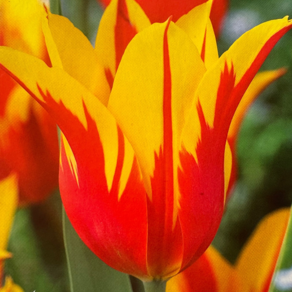 Is a photo of a tulip with many bright red and yellow petals that flare at the top