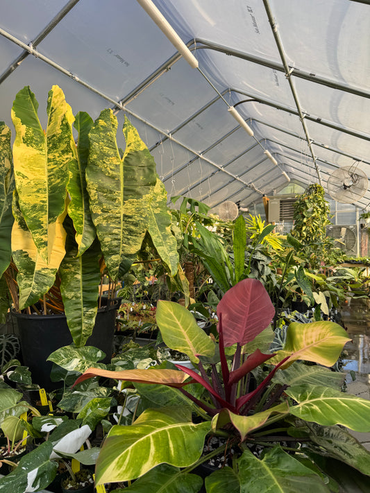 Is a photo of inside a greenhouse with many plants of different sizes and colors including green, red, yellow and white 