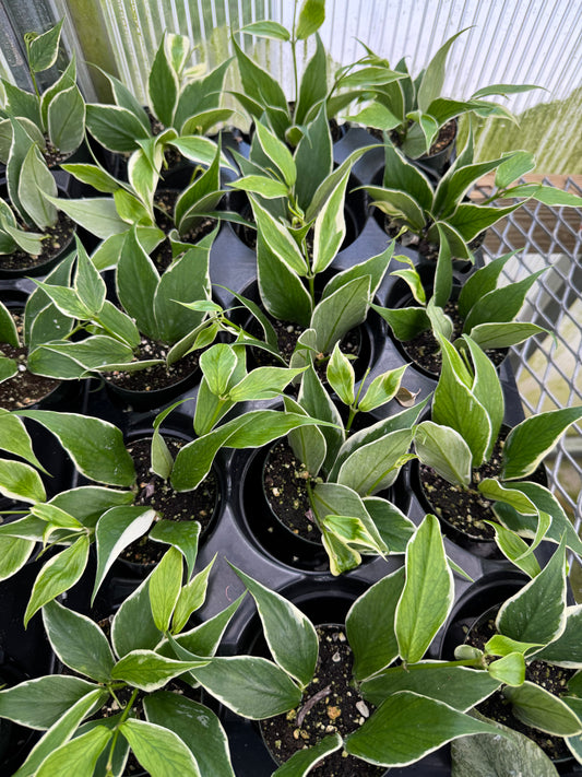 Is a photo of many small potted plants with pointed green oval leaves with creamy colored margins in a nursery tray on a metal nursery bench