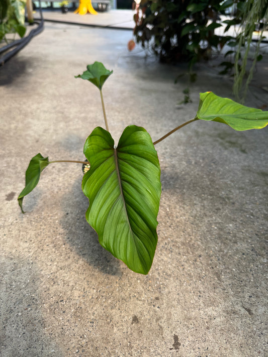 Is a photo of a small plant with four green oblong heart shaped leaves with a center vein that is purplish red with slightly fuzzy purplish red petioles 