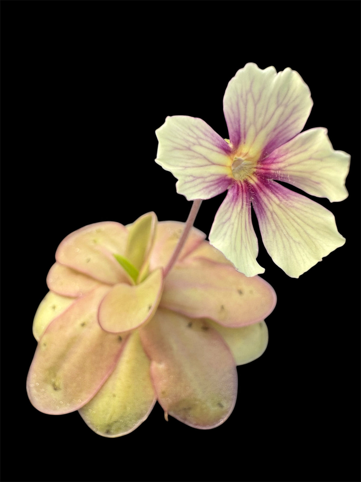 Butterwort carnivorous plant with overlapping yellow green leaves tinged pink and a single pale yellow flower with purple veins on a slender stem shown against a black background